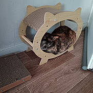 Moon participe au concours pour gagner de l'argent avec cette photo : animal, cat, corner, cozy, curious, cute, ears, feline, flooring, furniture, home, indoor, looking, pet, quiet, resting, scratching_pad, tortoiseshell, whiskers, wooden_cat_house