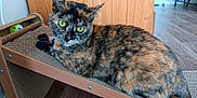 Moon a rejoint le concours — aidez-le/la à gagner de superbes lots ! abyssinian, animal, ball, bed, cat, chair, cricket, cricketball, drawer, furniture, hardwood, indoors, interiordesign, kitten, manx, pet, plywood, shelf, sport, wood