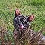 animal, cat, closeup, curious, daylight, ears, eyes, feline, grass, greenery, mischievous, nature, outdoor, pet, plant, playful, sunlight, texture, tongue, whiskers