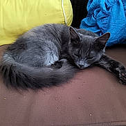 Grisou participe au concours pour gagner de l'argent avec cette photo : cat, gray_cat, sleeping, curled_up, cushion, pillow, yellow_pillow, blue_cloth, resting, indoor, pet, feline, fur, tail, whiskers, relaxed, cozy, soft, animal, cute