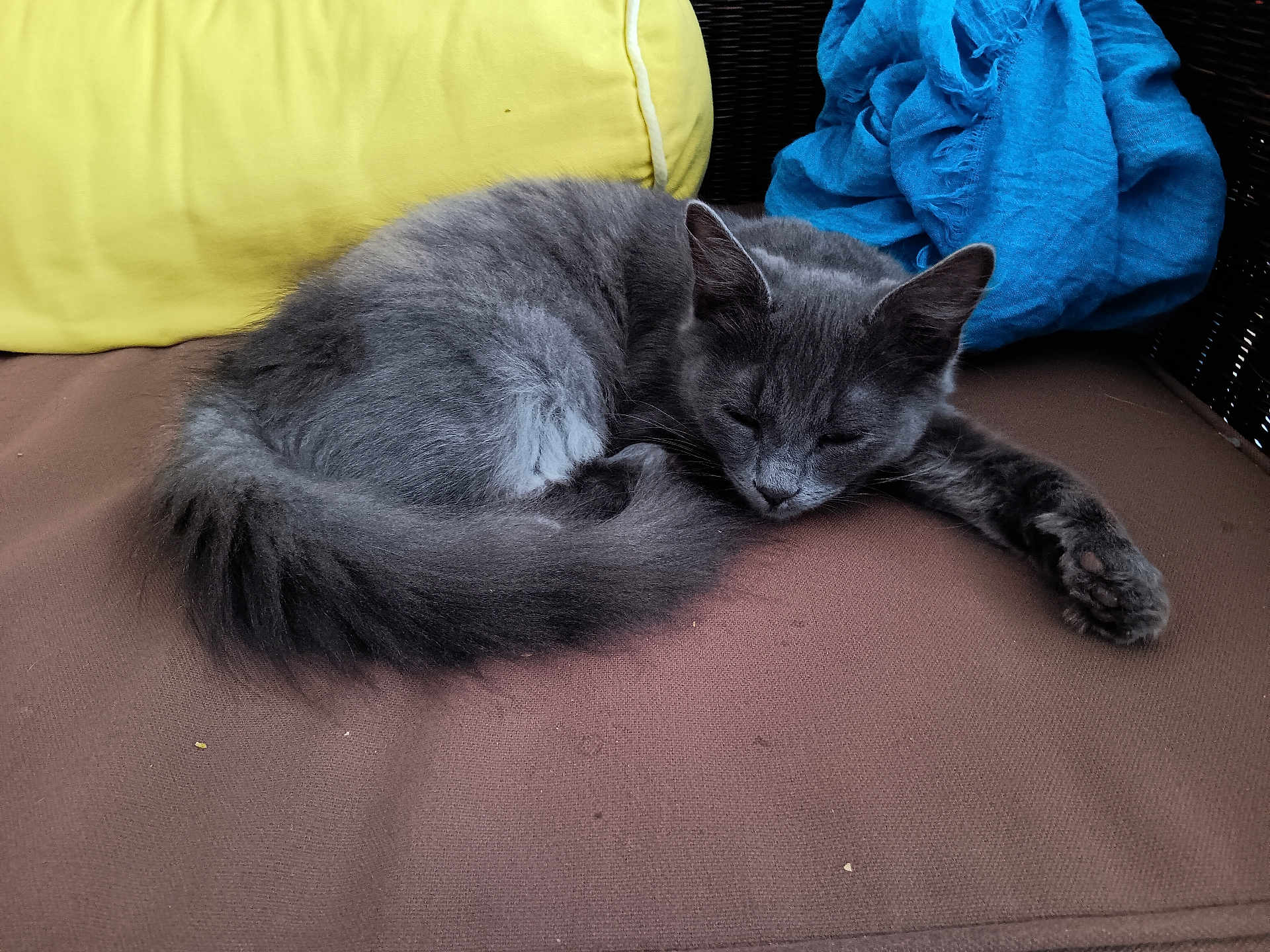 Grisou participe au concours pour gagner de l'argent avec cette photo : cat, gray_cat, sleeping, curled_up, cushion, pillow, yellow_pillow, blue_cloth, resting, indoor, pet, feline, fur, tail, whiskers, relaxed, cozy, soft, animal, cute