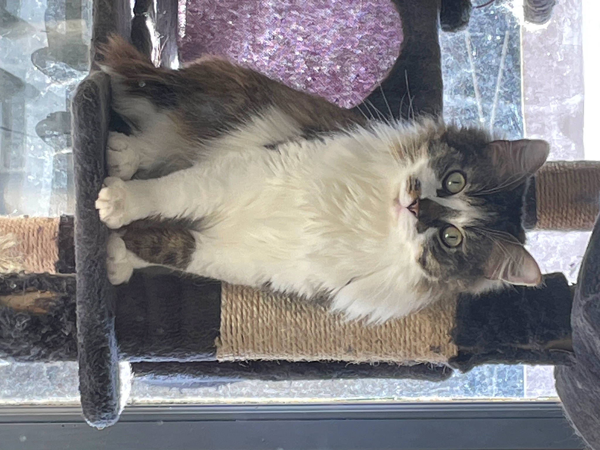 Sushi participe au concours pour gagner de l'argent avec cette photo : carnivore, cat, claw, comfort, domestic_short_haired_cat, felidae, fur, paw, small_to_medium_sized_cats, snout, tail, whiskers, window, wood