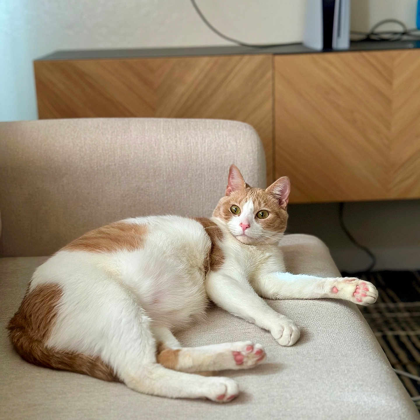 Teddy is registered to the contest to win money with this photo: abyssinian, animal, architecture, building, canine, cat, chair, couch, cushion, furniture, homedecor, indoors, interiordesign, kitten, livingroom, manx, person, pet, room, wood