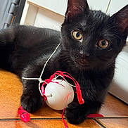 Cachou a rejoint le concours — aidez-le/la à gagner de superbes lots ! black_cat, kitten, toy, white_ball, red_ribbon, floor_tile, indoor, pet, animal, curious, playful, paw, whiskers, ears, close_up, young_cat, feline, domestic_cat, cute, looking
