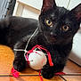 black_cat, kitten, toy, white_ball, red_ribbon, floor_tile, indoor, pet, animal, curious, playful, paw, whiskers, ears, close_up, young_cat, feline, domestic_cat, cute, looking