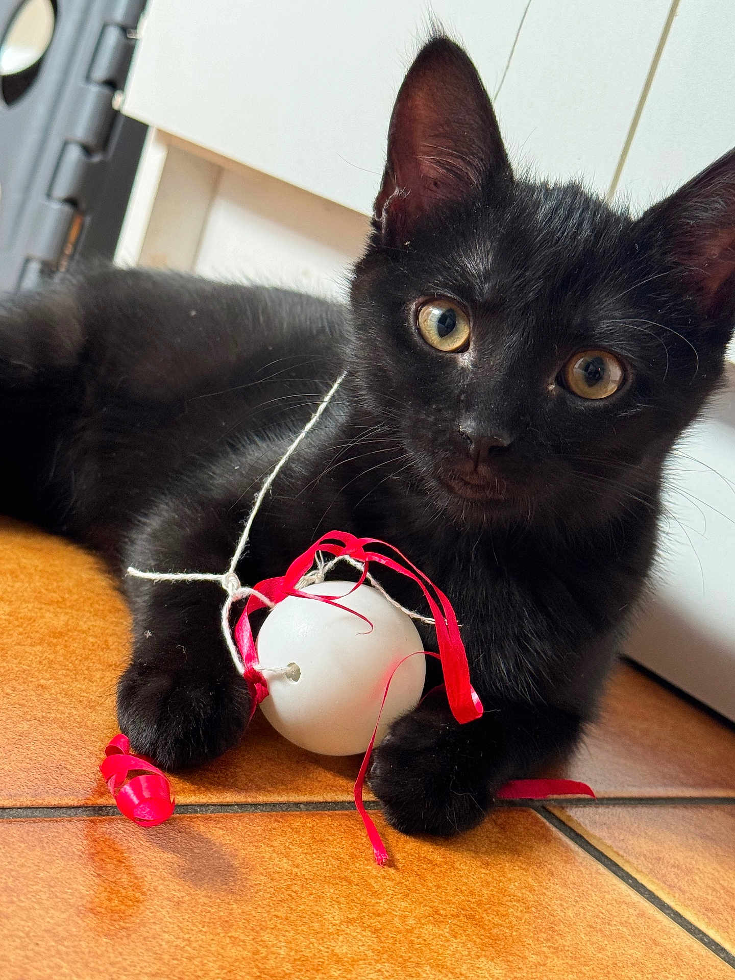 Cachou a rejoint le concours — aidez-le/la à gagner de superbes lots ! black_cat, kitten, toy, white_ball, red_ribbon, floor_tile, indoor, pet, animal, curious, playful, paw, whiskers, ears, close_up, young_cat, feline, domestic_cat, cute, looking