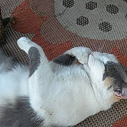Rose joined the competition — help win amazing prizes! cat, sleeping, relaxed, white, gray, patches, fur, paw, ear, nose, indoor, rug, patterned_rug, resting, animal, pet, closeup, cozy, home, feline