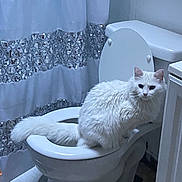 Kimba joined the competition — help win amazing prizes! cat, white_cat, long_haired, toilet, bathroom, shower_curtain, pet, sitting, toilet_seat, fluffy_tail, domestic_cat, bathroom_stool, tiled_floor, vanity_cabinet, porcelain, white_fur, curtain_pattern, indoor, pet_pose, groomed
