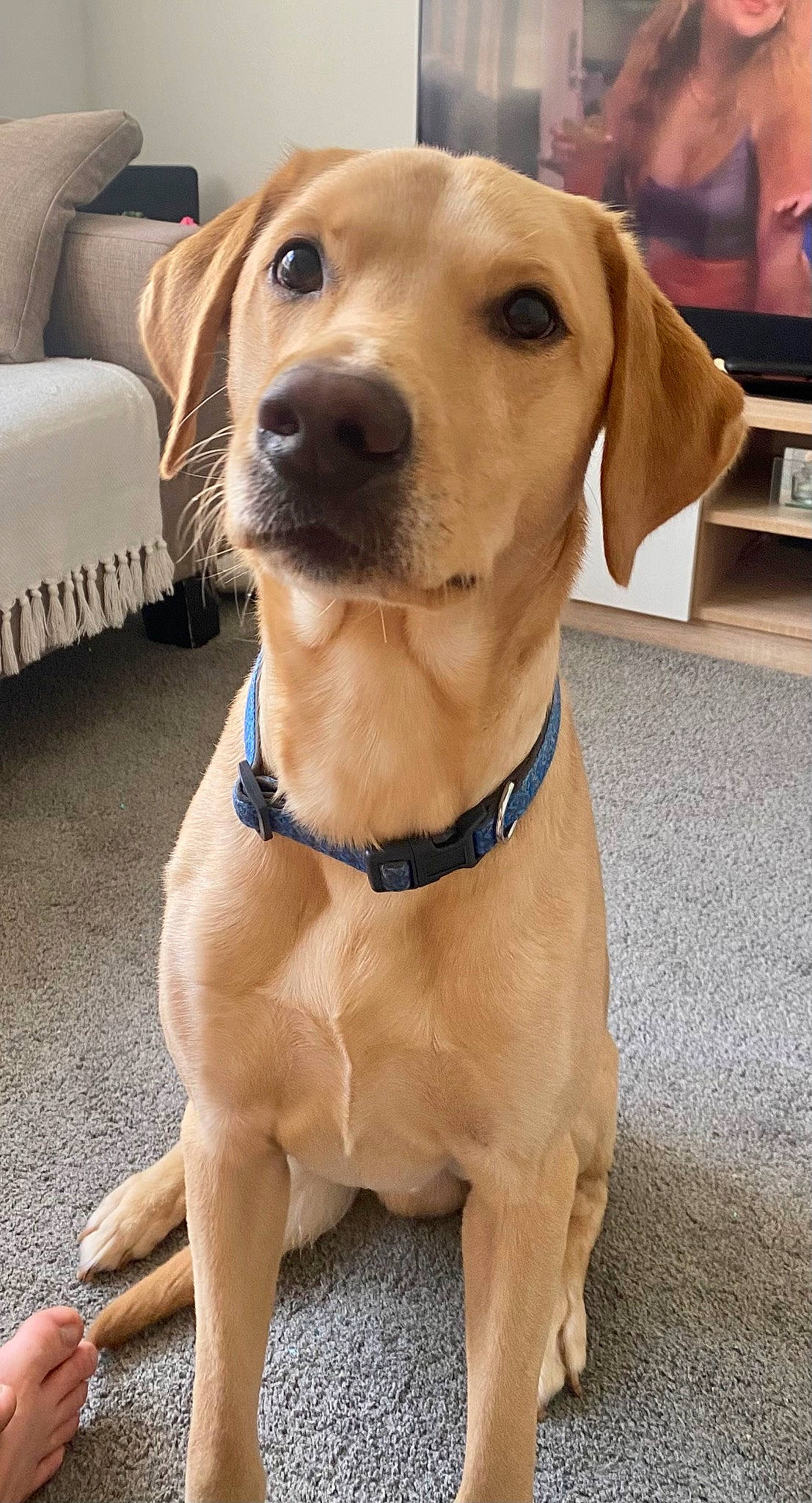 Teddy joined the competition — help win amazing prizes! canidae, carnivore, collar, companion_dog, computer_keyboard, dog, dog_breed, dog_collar, dog_supply, fashion_accessory, fawn, fur, gun_dog, liver, pet_supply, retriever, snout, sporting_group, whiskers, working_animal