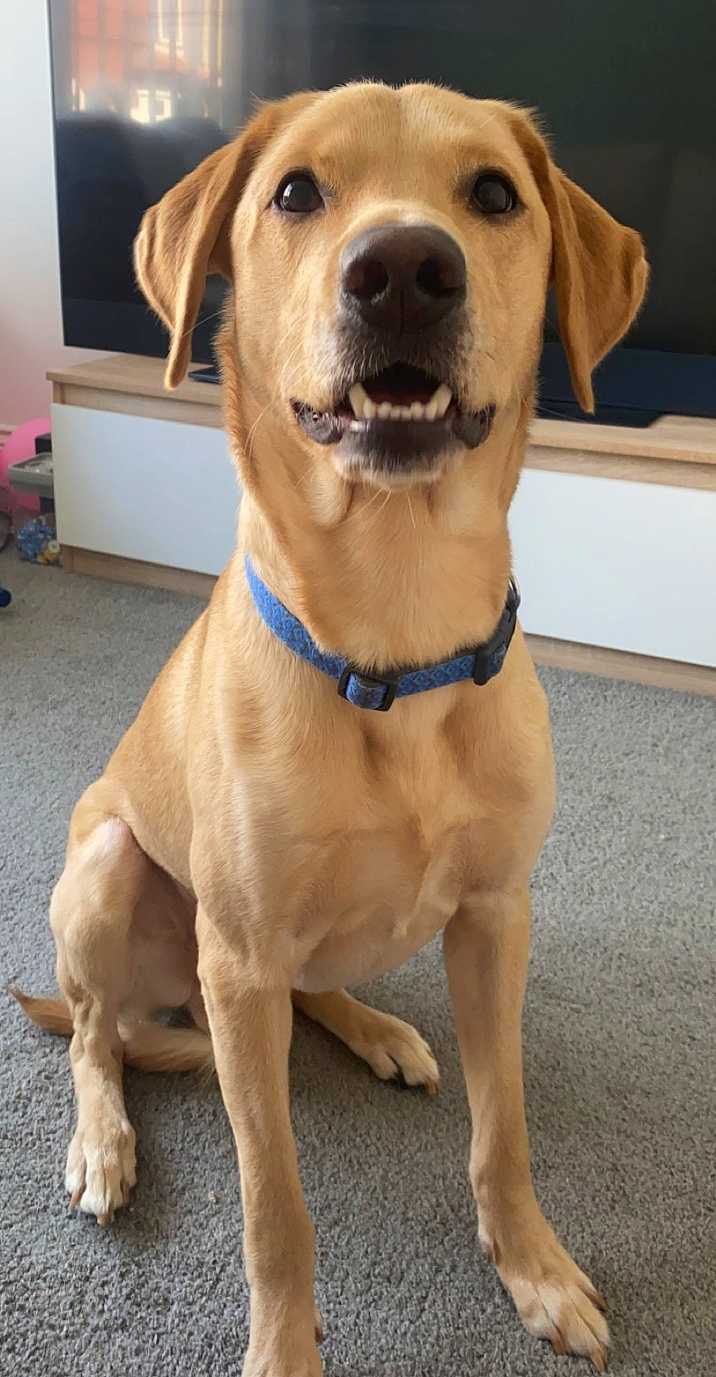 Teddy is registered to the contest to win money with this photo: canidae, carnivore, collar, companion_dog, dog, dog_breed, dog_collar, fawn, firefighter, fur, guard_dog, leash, liver, pet_supply, retriever, snout, sporting_group, whiskers, working_animal, working_dog