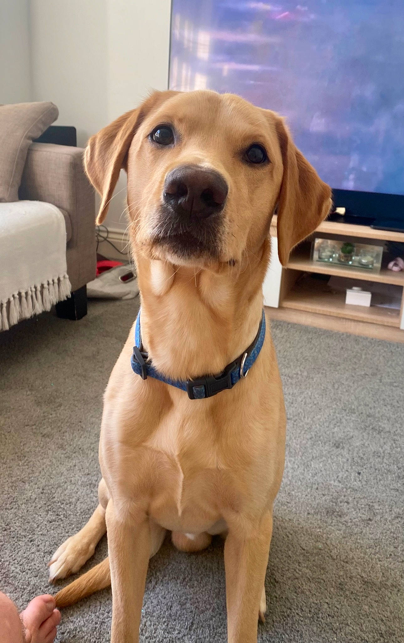 Teddy is registered to the contest to win money with this photo: canidae, carnivore, collar, companion_dog, dog, dog_breed, dog_collar, dog_supply, fashion_accessory, fawn, firefighter, gun_dog, leash, liver, pet_supply, snout, sporting_group, whiskers, working_animal, working_dog