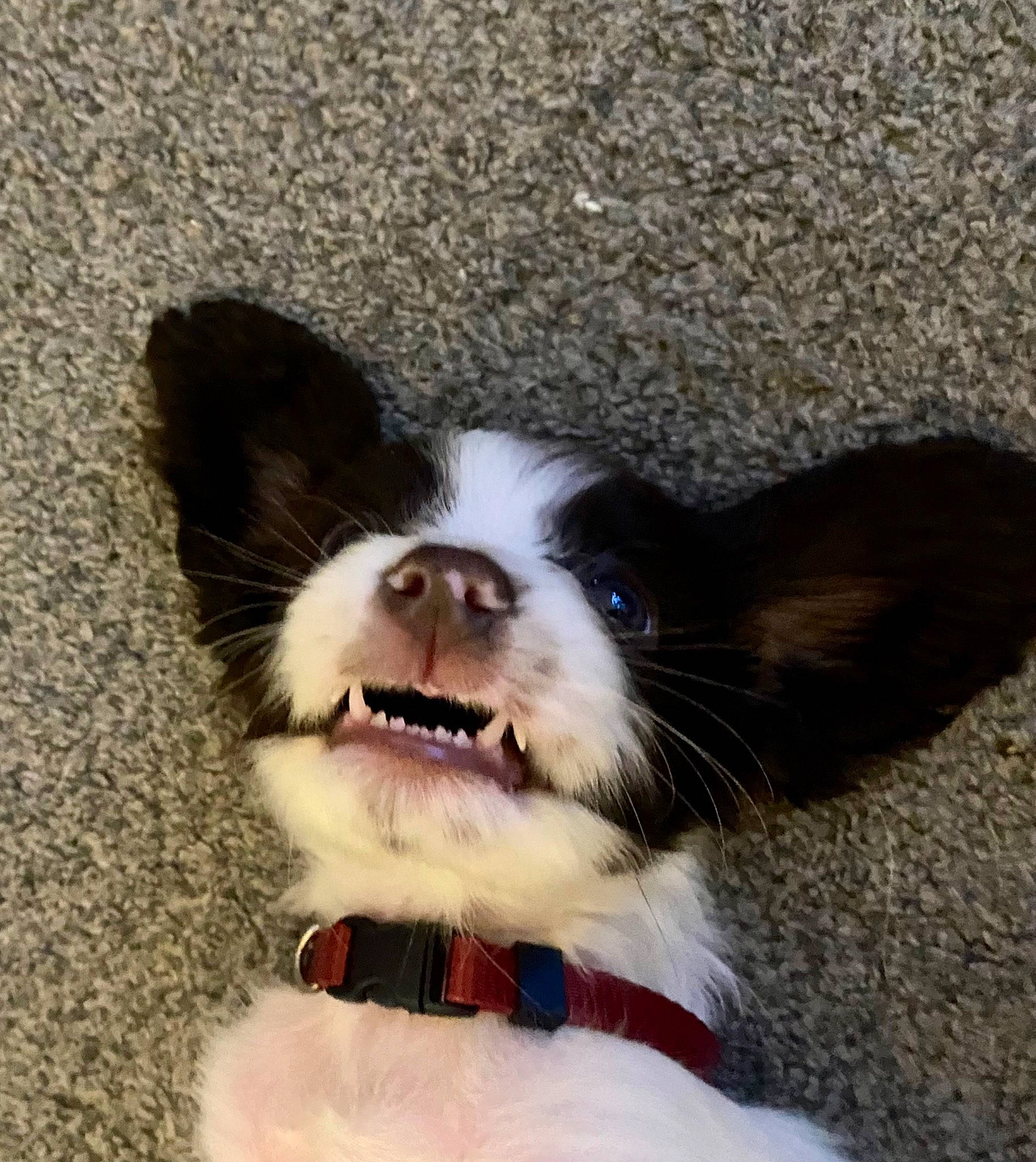 Loki is registered to the contest to win money with this photo: canidae, carnivore, collar, companion_dog, dog, dog_breed, dog_collar, eye, fang, fashion_accessory, fawn, foot, fur, happy, head, paw, snout, sporting_group, toy_dog, whiskers