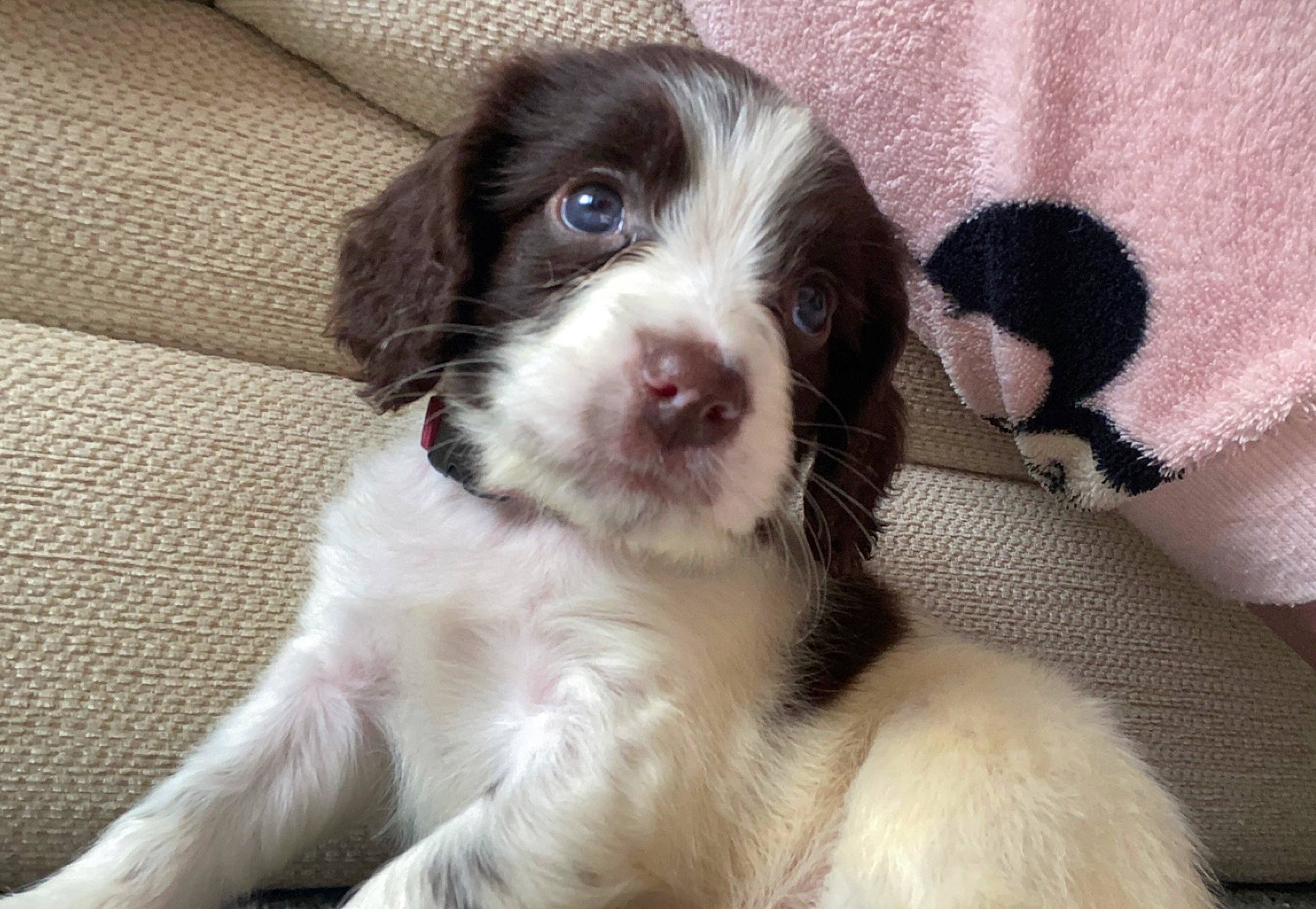 Loki is registered to the contest to win money with this photo: bored, canidae, carnivore, companion_dog, dog, dog_breed, fur, gun_dog, liver, snout, sporting_group, terrestrial_animal, whiskers, working_animal, working_dog