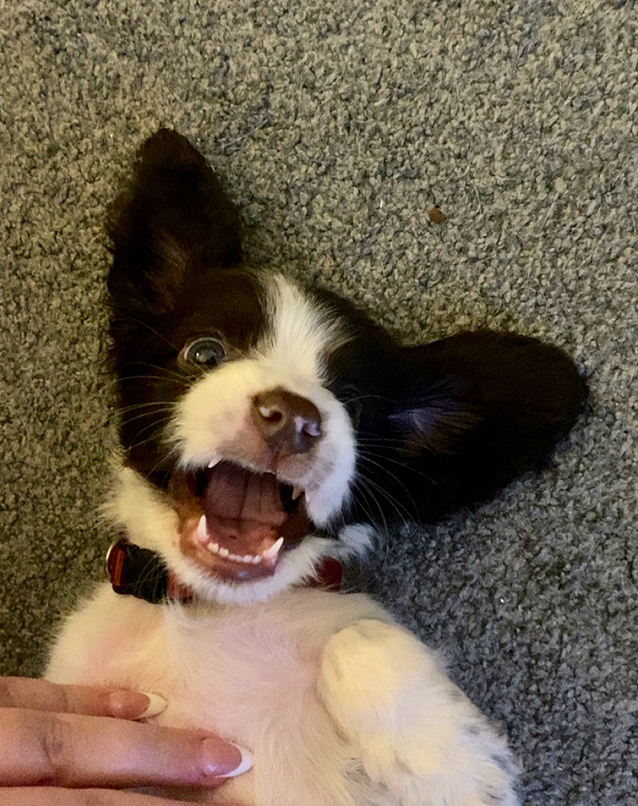 Loki is registered to the contest to win money with this photo: canidae, carnivore, companion_dog, dog, dog_breed, eye, fang, fawn, fur, happy, head, jaw, shout, smile, snout, sporting_group, tail, toy_dog, whiskers, working_animal