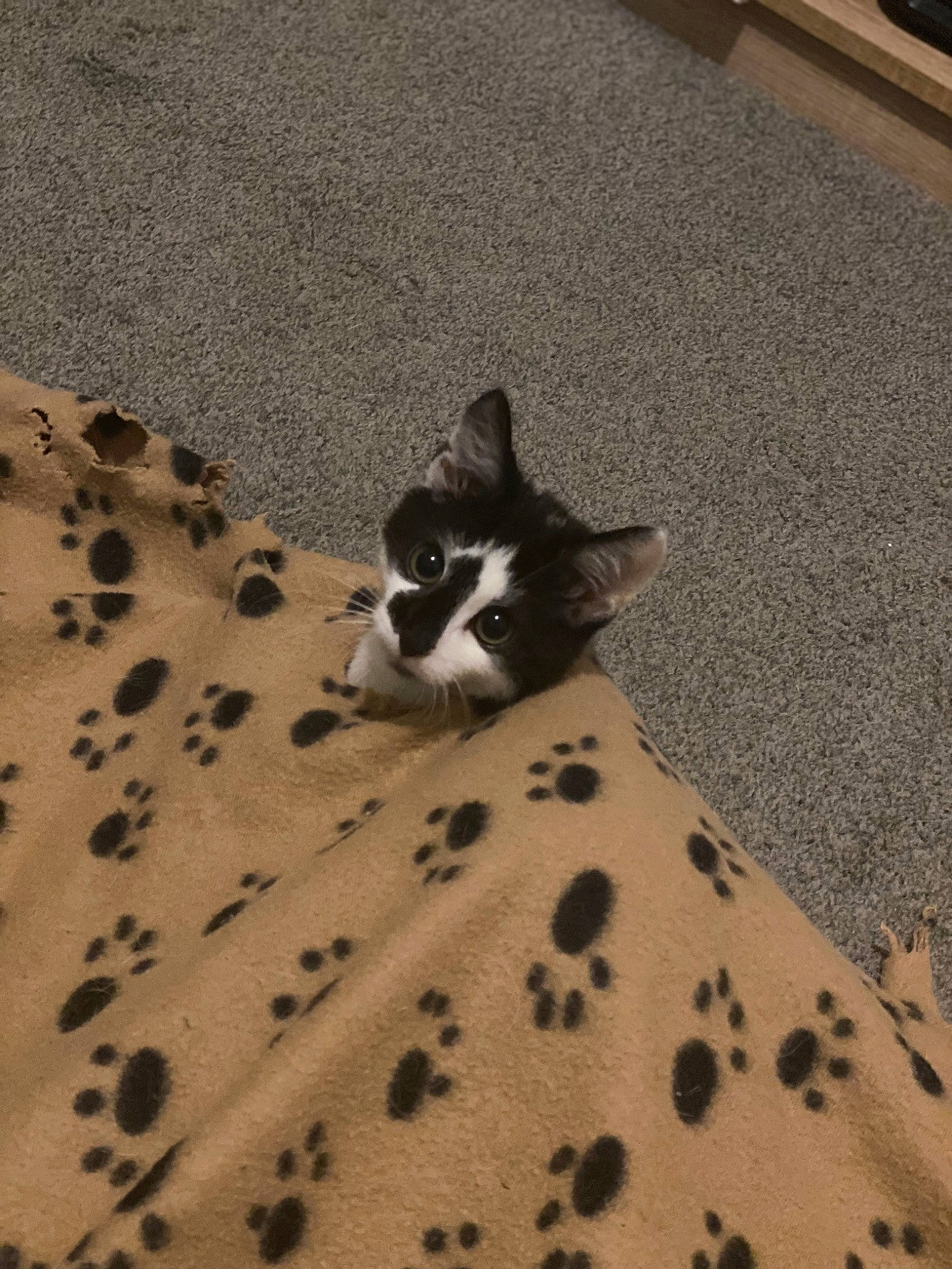 Gizmo is registered to the contest to win money with this photo: carnivore, cat, comfort, companion_dog, dog_breed, domestic_short_haired_cat, felidae, floor, flooring, grey, hardwood, linens, pattern, road_surface, small_to_medium_sized_cats, snout, tail, terrestrial_animal, whiskers, wood