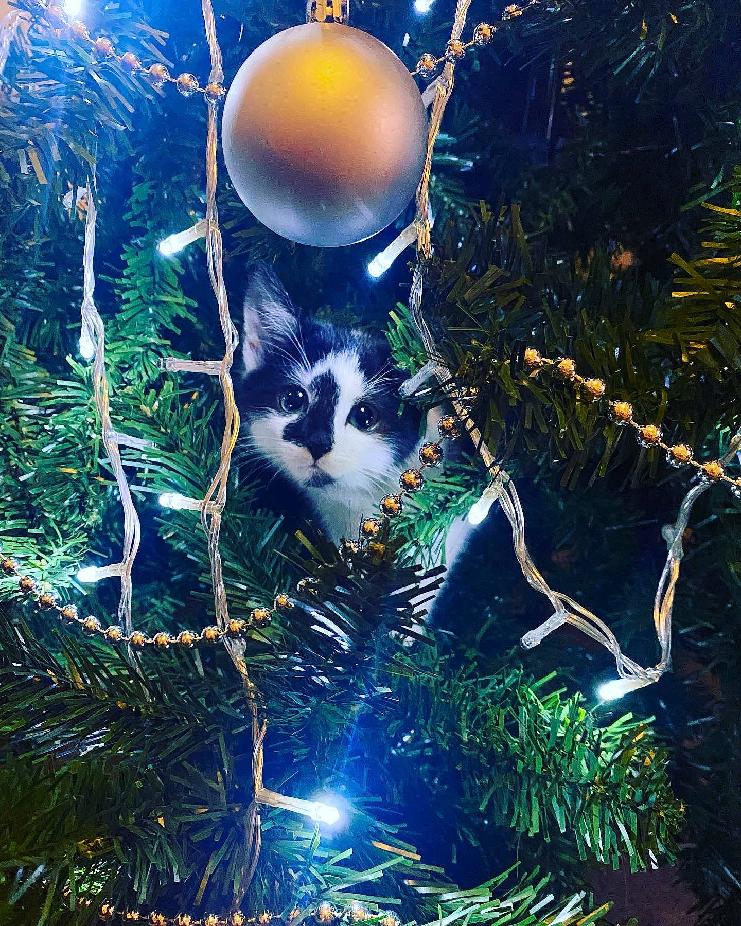 Gizmo is registered to the contest to win money with this photo: art, astronomical_object, branch, christmas, christmas_decoration, christmas_eve, christmas_ornament, christmas_tree, electric_blue, event, evergreen, holiday, holiday_ornament, light, ornament, people_in_nature, plant, space, tree, world
