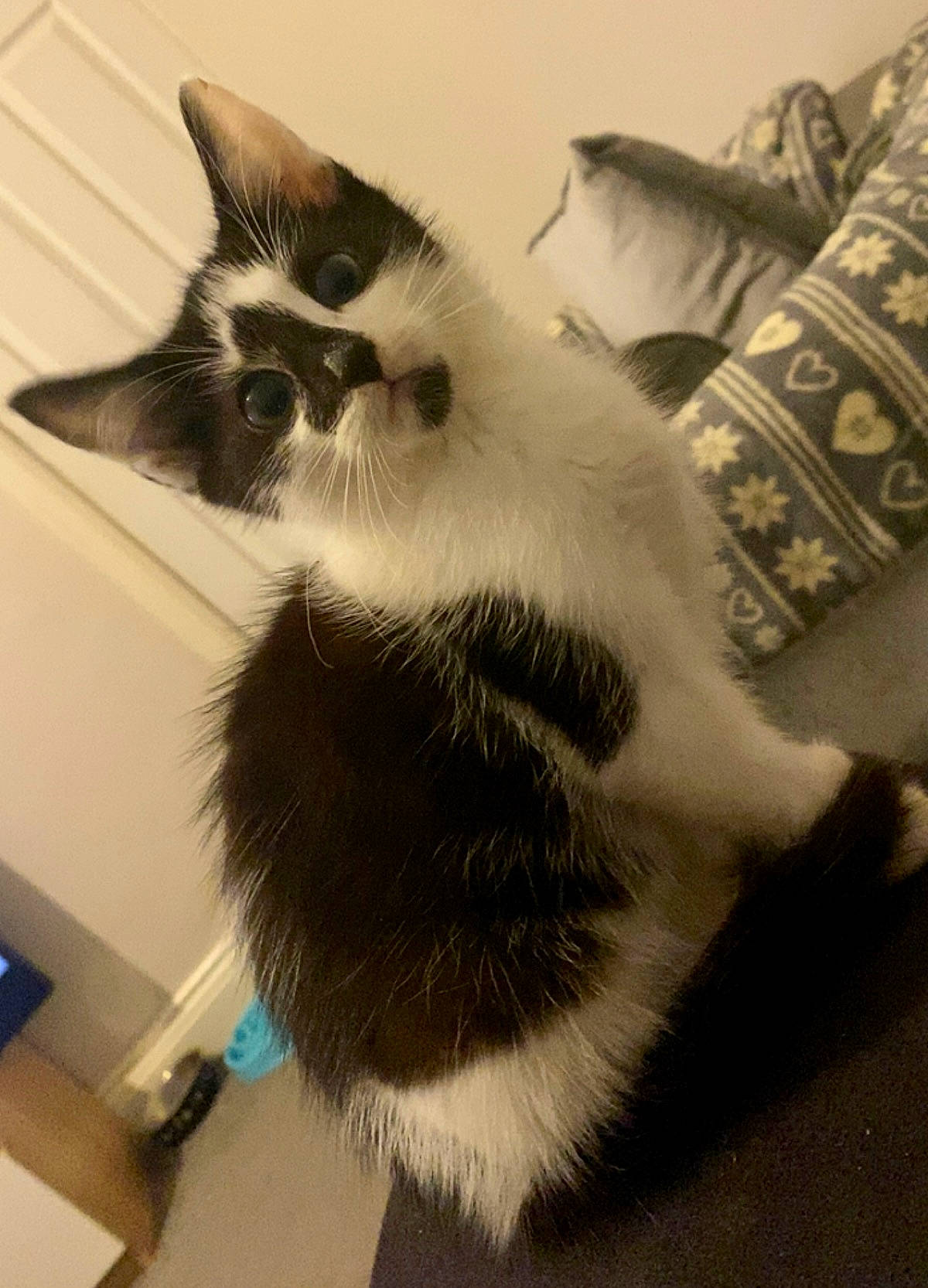 Gizmo is registered to the contest to win money with this photo: carnivore, cat, claw, comfort, couch, domestic_short_haired_cat, felidae, flooring, fur, monochrome, monochrome_photography, paw, room, small_to_medium_sized_cats, snout, square, tail, whiskers