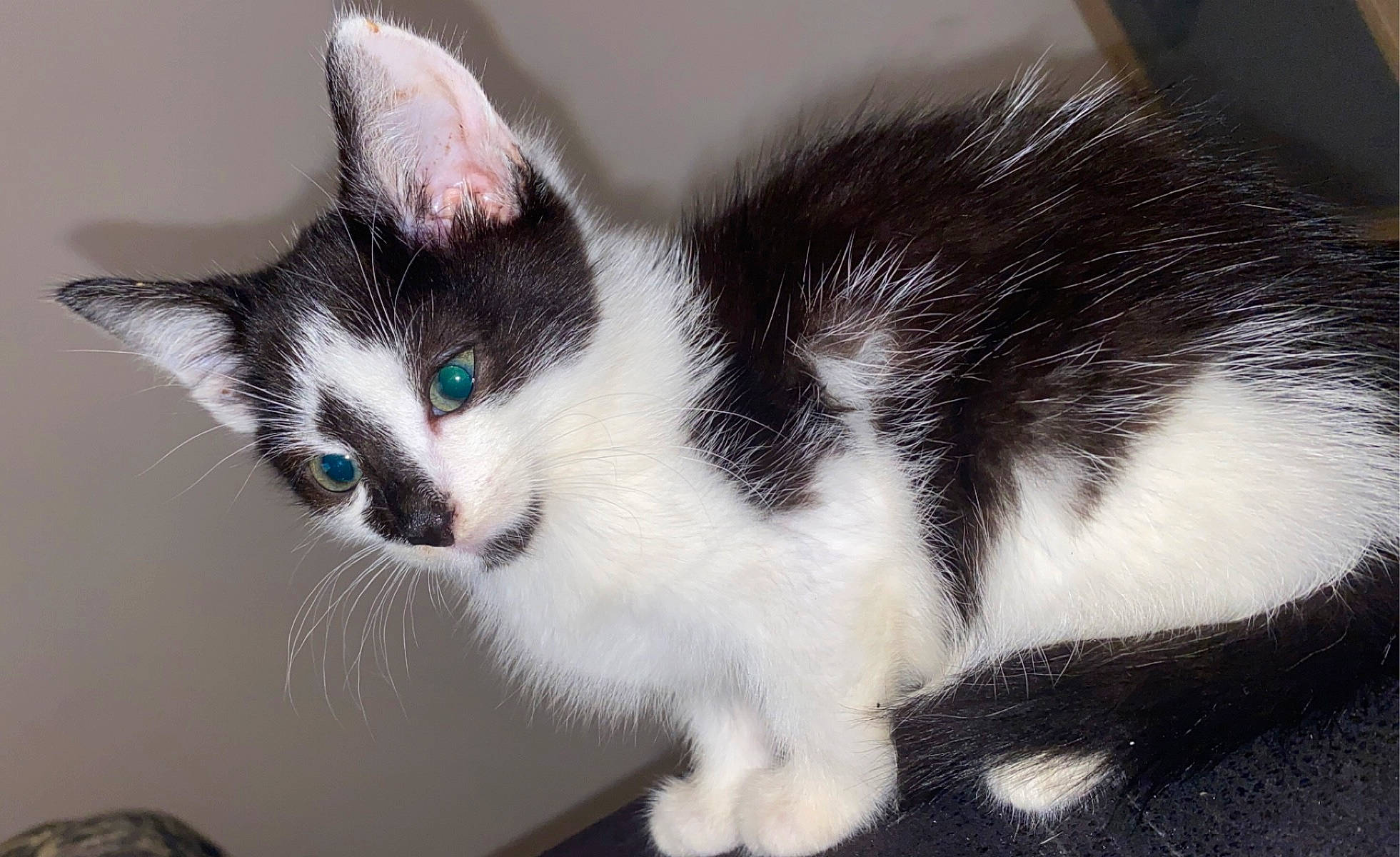 Gizmo is registered to the contest to win money with this photo: carnivore, cat, domestic_short_haired_cat, eye, felidae, fur, paw, small_to_medium_sized_cats, snout, tail, tree, whiskers