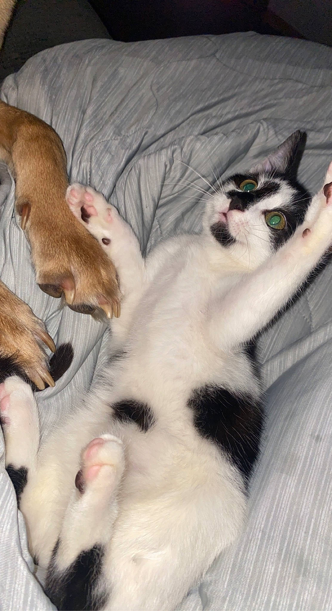 Gizmo joined the competition — help win amazing prizes! carnivore, cat, claw, comfort, companion_dog, domestic_short_haired_cat, fawn, felidae, fur, linens, nap, paw, small_to_medium_sized_cats, snout, tail, whiskers