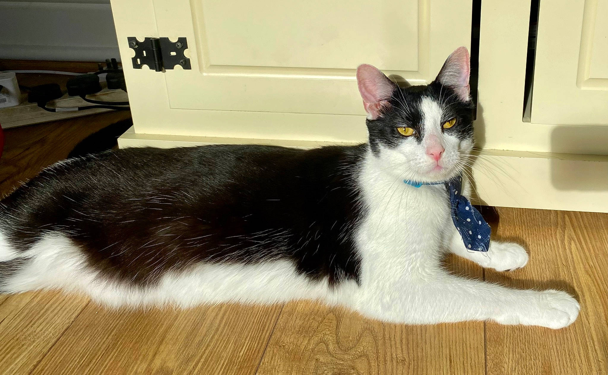 Snowball joined the competition — help win amazing prizes! carnivore, cat, comfort, domestic_short_haired_cat, felidae, flooring, fur, grey, hardwood, paw, rectangle, sitting, small_to_medium_sized_cats, snout, tail, terrestrial_animal, whiskers, wood, wood_flooring, wood_stain