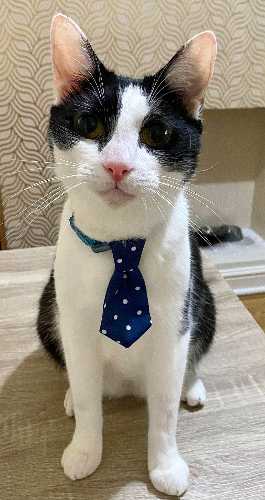 Snowball is registered to the contest to win money with this photo: carnivore, cat, collar, domestic_short_haired_cat, electric_blue, felidae, formal_wear, fur, paw, pet_supply, small_to_medium_sized_cats, snout, tail, terrestrial_animal, tie, whiskers