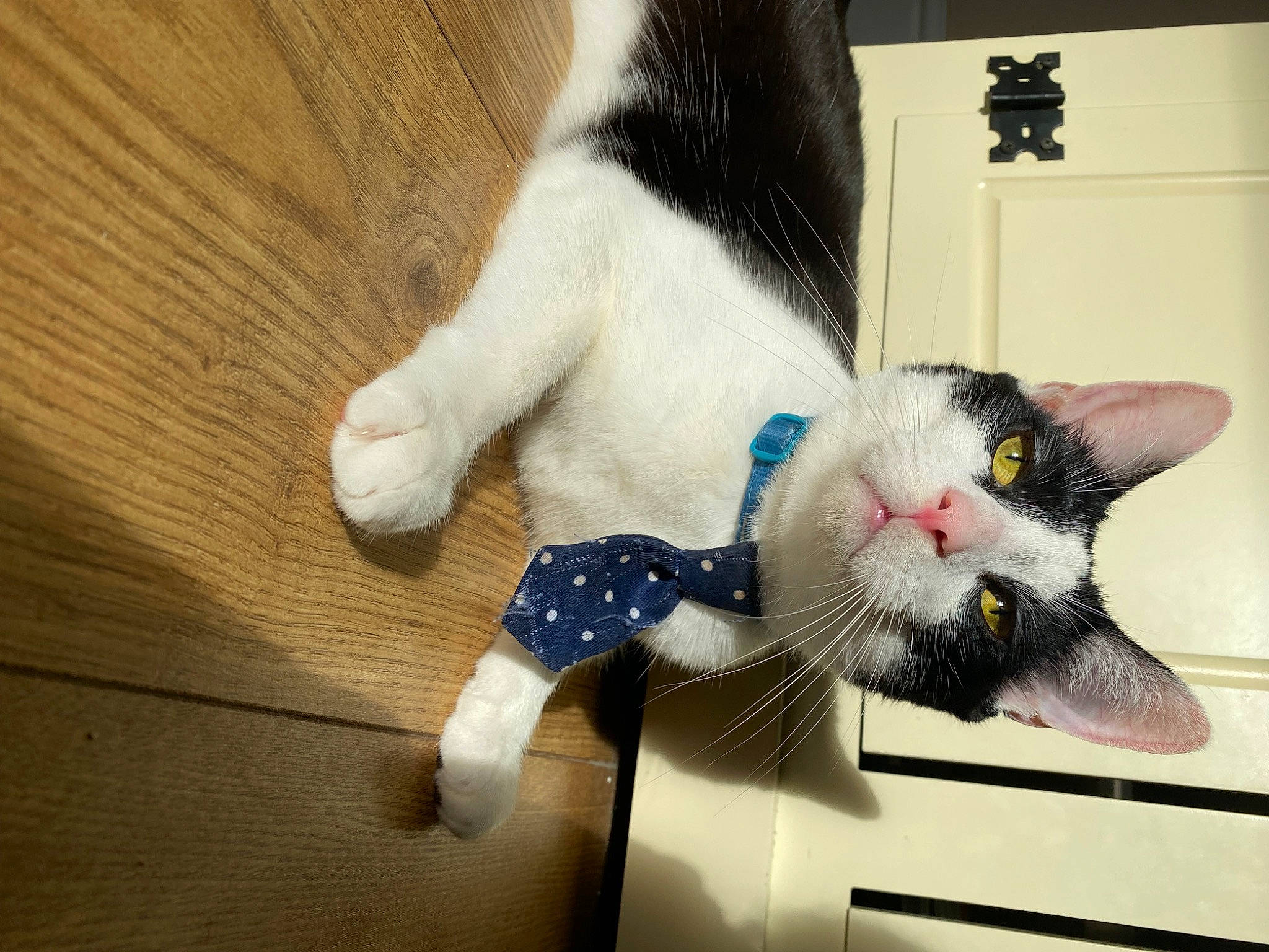 Snowball is registered to the contest to win money with this photo: canidae, carnivore, cat, claw, comfort, domestic_short_haired_cat, felidae, flooring, fur, hardwood, paw, small_to_medium_sized_cats, snout, tail, whiskers, wood