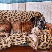 Luidki a rejoint le concours — aidez-le/la à gagner de superbes lots ! dog, boxer, sleeping, couch, blanket, leopard_print, plush_toy, paw, indoor, wooden_furniture, tile_floor, relaxed, pet, animal, resting, cozy, tongue_out, fur, face, comfort