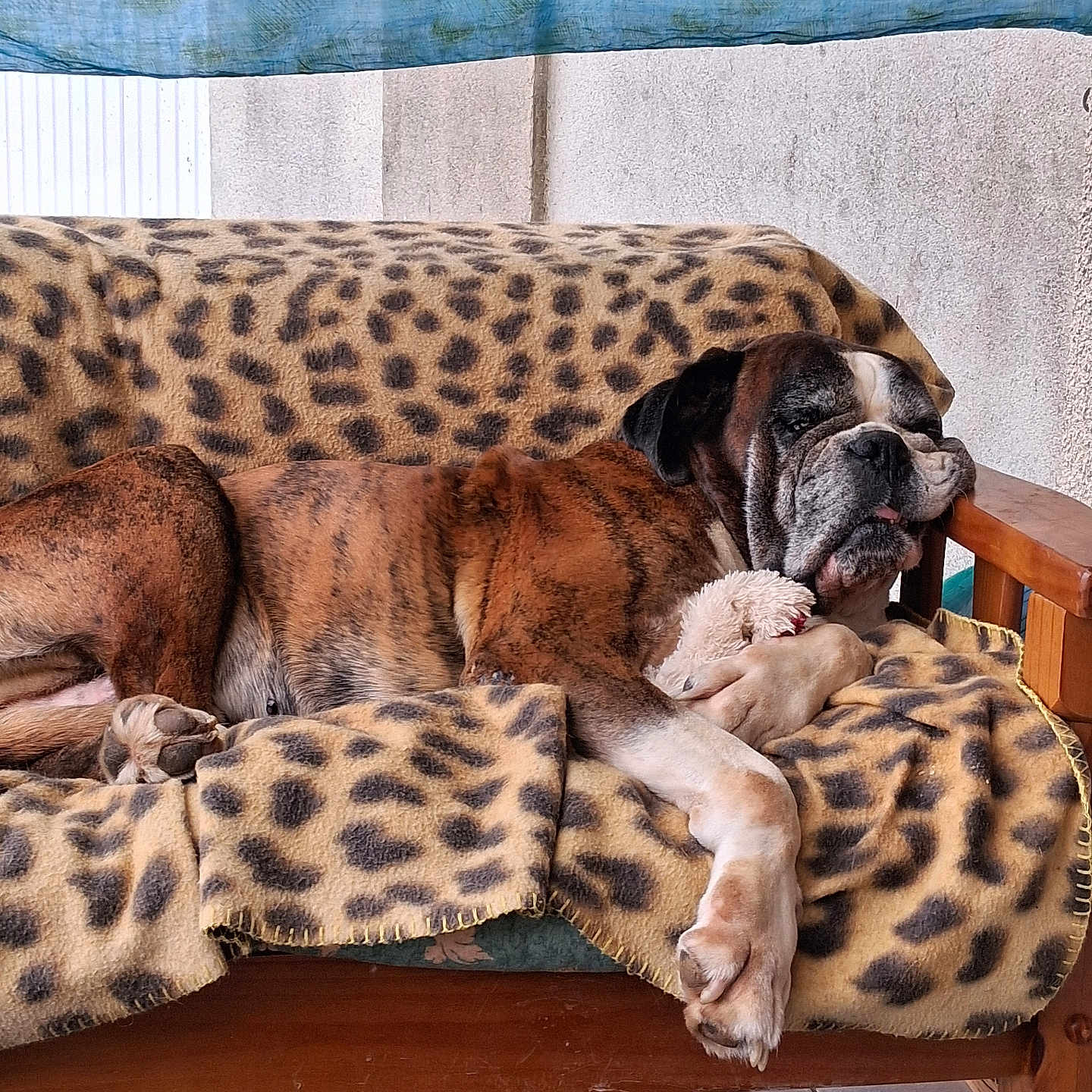 Luidki a rejoint le concours — aidez-le/la à gagner de superbes lots ! animal, blanket, boxer, comfort, couch, cozy, dog, face, fur, indoor, leopard_print, paw, pet, plush_toy, relaxed, resting, sleeping, tile_floor, tongue_out, wooden_furniture