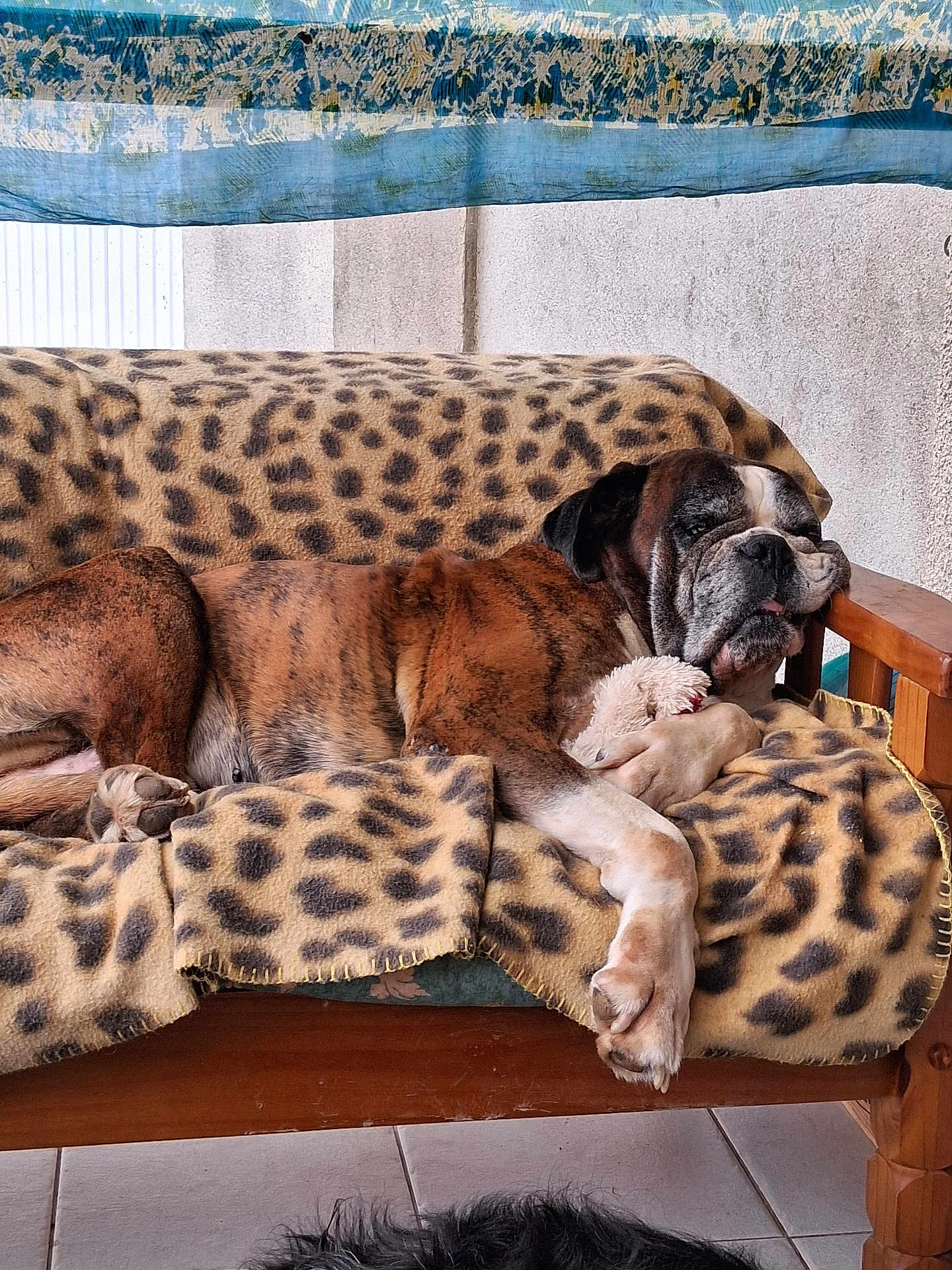 Luidki a rejoint le concours — aidez-le/la à gagner de superbes lots ! dog, boxer, sleeping, couch, blanket, leopard_print, plush_toy, paw, indoor, wooden_furniture, tile_floor, relaxed, pet, animal, resting, cozy, tongue_out, fur, face, comfort