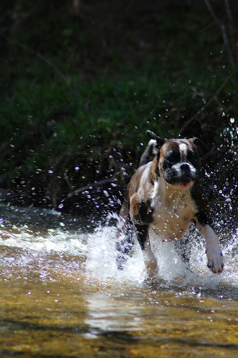 Mig'H participe au concours pour gagner de l'argent avec cette photo : ball, canidae, carnivore, companion_dog, dog, dog_breed, fawn, grass, guard_dog, gun_dog, lake, plant, sporting_group, tail, terrier, water, watercourse, wildlife, working_animal, working_dog