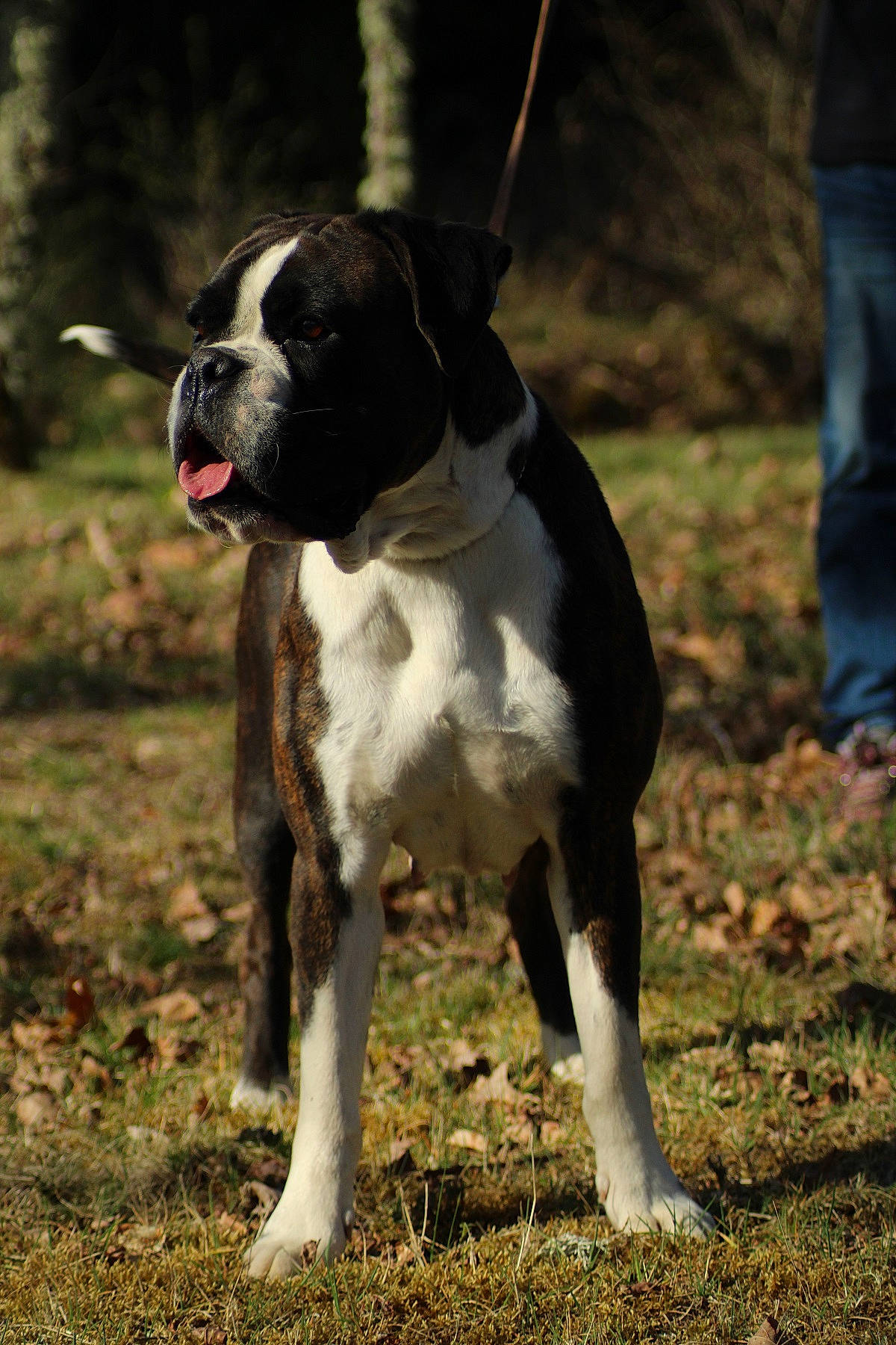 Mig'H participe au concours pour gagner de l'argent avec cette photo : bored, boxer, canidae, carnivore, collar, companion_dog, dog, dog_breed, dog_collar, dog_supply, fawn, grass, molosser, plant, snout, sporting_group, tail, terrestrial_animal, working_animal, working_dog