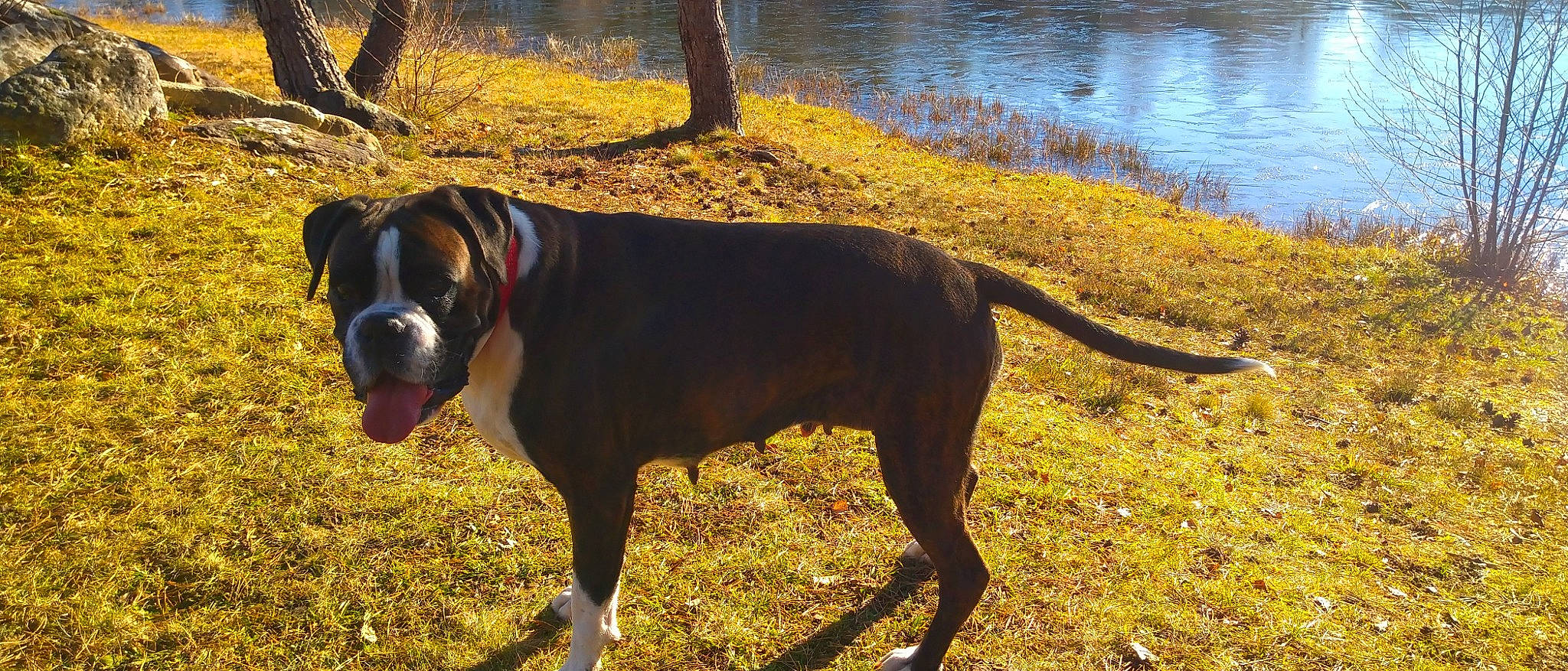 Mig'H a rejoint le concours — aidez-le/la à gagner de superbes lots ! autumn, carnivore, collar, companion_dog, dog, dog_breed, fawn, grass, lacustrine_plain, lake, landscape, leaf, plant, snout, sporting_group, tail, terrestrial_animal, tree, water, working_animal