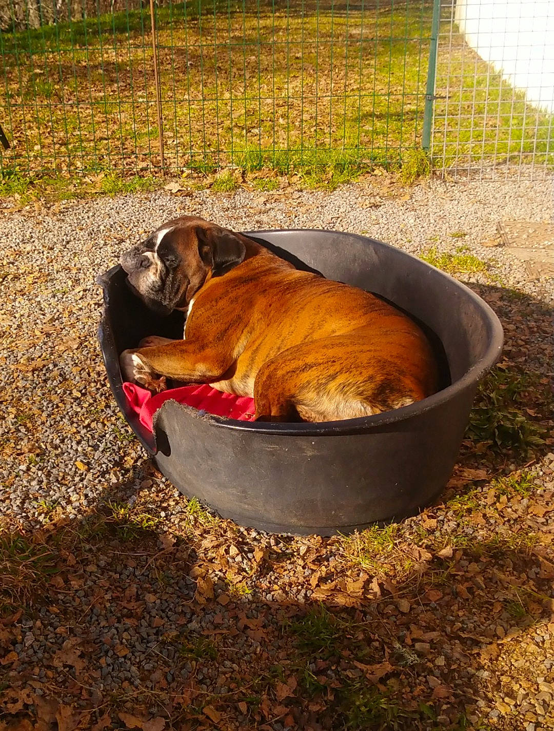 Luidji a rejoint le concours — aidez-le/la à gagner de superbes lots ! canidae, carnivore, companion_dog, cooking, cuisine, dog, dog_breed, dog_supply, fawn, fence, grass, landscape, pet_supply, plant, shade, snout, soil, sporting_group, tail, terrestrial_animal