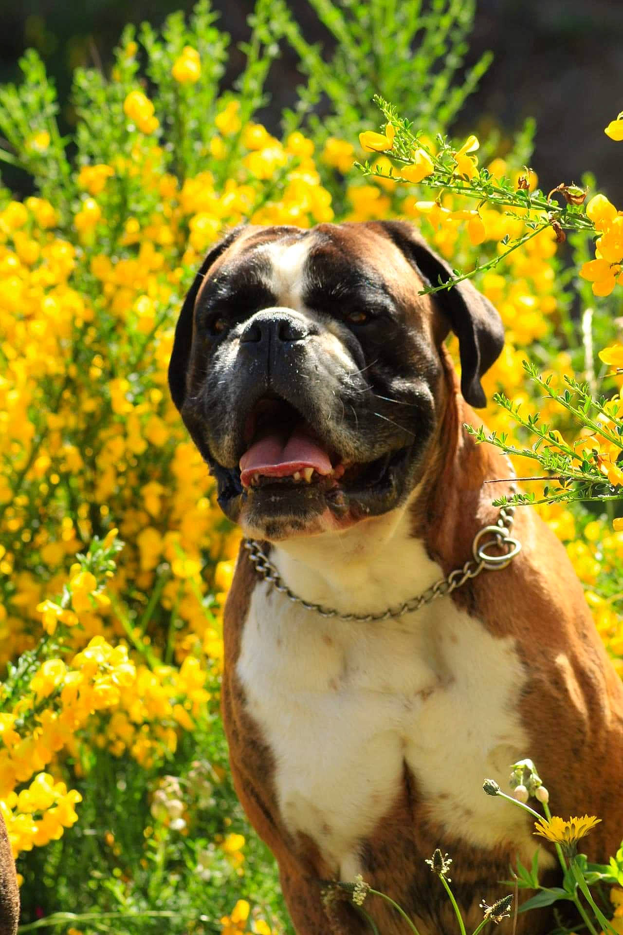 Luidji a rejoint le concours — aidez-le/la à gagner de superbes lots ! annual_plant, bulldog, canidae, carnivore, collar, companion_dog, dog, dog_breed, dog_collar, fawn, flower, grass, house, landscape, plant, snout, tree, whiskers, working_animal, wrinkle