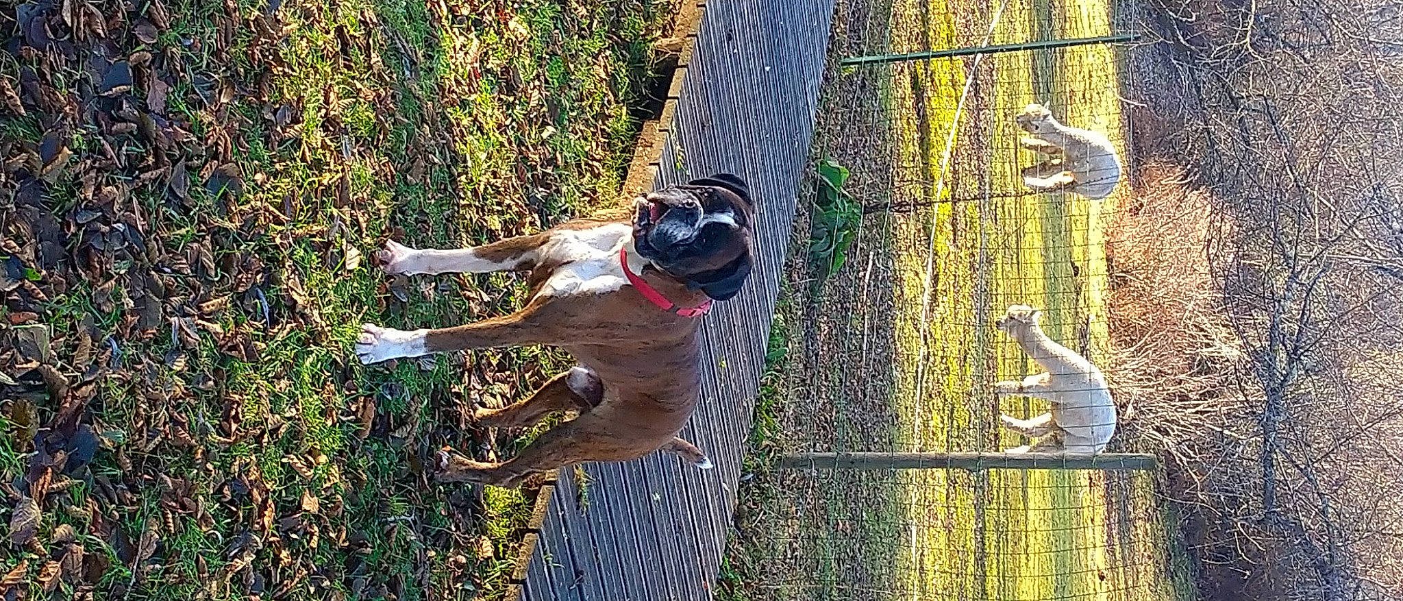 Luidji participe au concours pour gagner de l'argent avec cette photo : adventure, chain_link_fencing, climbing_harness, dog, dog_breed, extreme_sport, fawn, fence, grass, leisure, mesh, net, plant, recreation, rope, tail, tree, wildlife, wire_fencing, wood