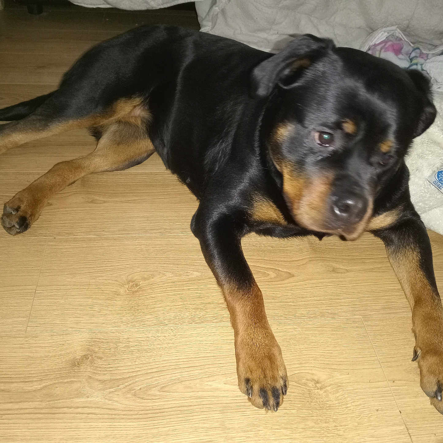 Coco joined the competition — help win amazing prizes! animal, appenzeller, beagle, bulldog, canine, couch, dog, furniture, germanshepherd, hardwood, hound, indoors, interiordesign, labradorretriever, person, pet, plywood, puppy, sleeping, wood