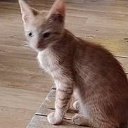 Tigrou a rejoint le concours — aidez-le/la à gagner de superbes lots ! kitten, cat, indoor, wooden_surface, blurry, brown_tabby, furniture, floor, domestic_animal, pet, young_cat, animal, sitting, feline, whiskers, ears, household, cute, furry, small