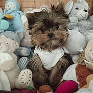 Loulou a rejoint le concours — aidez-le/la à gagner de superbes lots ! puppy, dog, stuffed_animals, plush_toys, white_vest, small_dog, furry, cute, indoors, soft_toys, seated, brown_fur, black_fur, toy_collection, pet, cozy, adorable, animal, young_dog, home