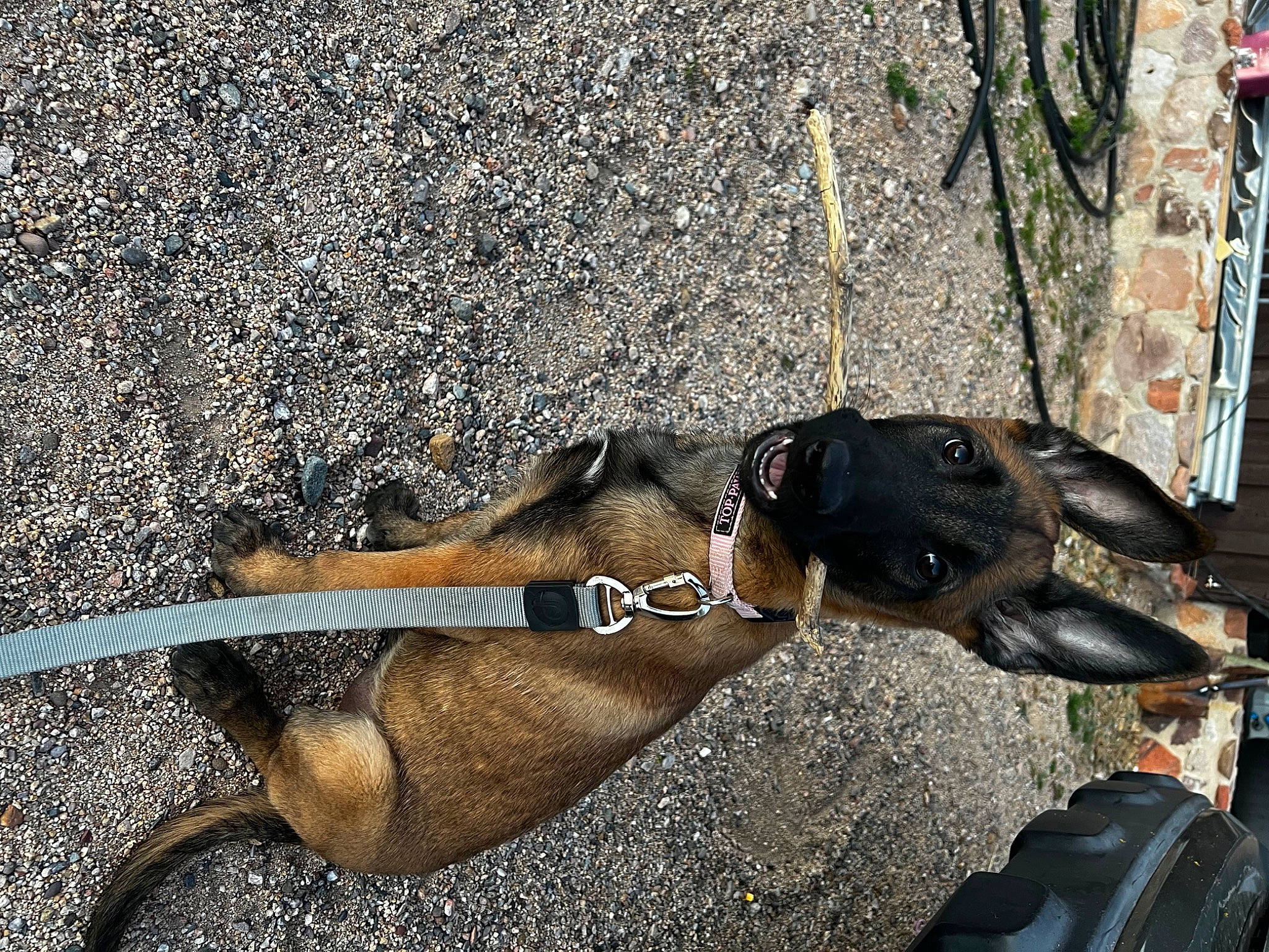 Liberty is registered to the contest to win money with this photo: canidae, carnivore, collar, dog, dog_breed, dog_collar, dog_supply, eyewear, fawn, fender, leash, personal_protective_equipment, pet_supply, plant, road_surface, snout, sporting_group, tail, tire, working_animal