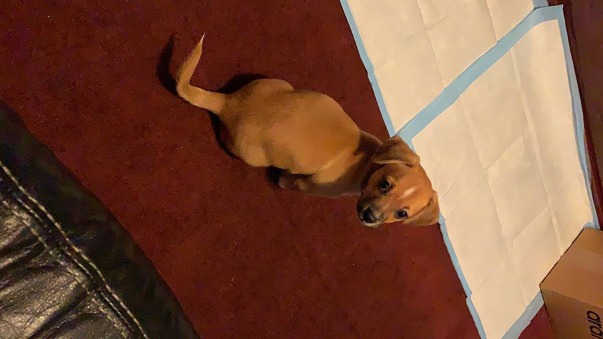 Nugget is registered to the contest to win money with this photo: beige, black, brown, canidae, carnivore, collar, companion_dog, dog, dog_breed, fawn, floor, flooring, liver, snout, tail, tan, terrestrial_animal, tile, wood_stain, working_animal