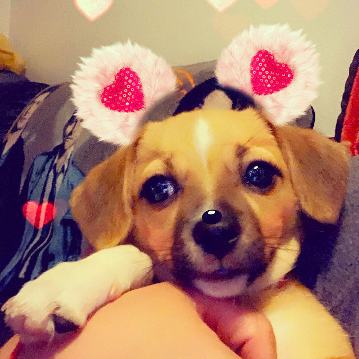 Nugget is registered to the contest to win money with this photo: carnivore, companion_dog, dog, dog_breed, dog_supply, fawn, fur, plush, puppy, snout, sporting_group, stuffed_toy, toy, whiskers, working_animal