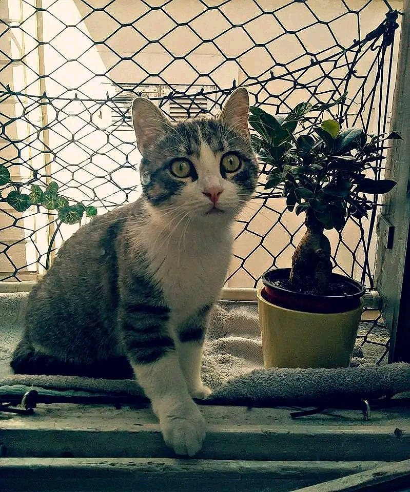 Vassili participe au concours pour gagner de l'argent avec cette photo : carnivore, cat, domestic_short_haired_cat, eye, felidae, fence, flowerpot, grass, houseplant, mesh, metal, plant, road_surface, small_to_medium_sized_cats, snout, sunlight, tail, tints_and_shades, whiskers, window