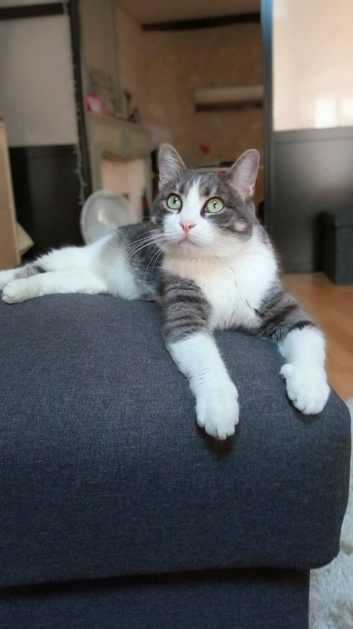 Vassili participe au concours pour gagner de l'argent avec cette photo : carnivore, cat, claw, comfort, domestic_short_haired_cat, felidae, floor, flooring, fur, grey, hardwood, paw, sitting, small_to_medium_sized_cats, snout, tail, whiskers