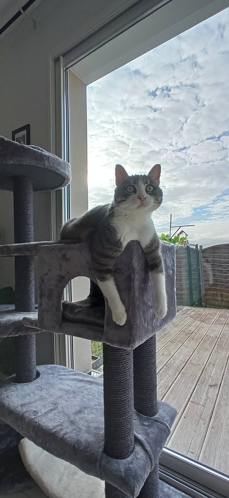 Vassili a rejoint le concours — aidez-le/la à gagner de superbes lots ! art, building, carnivore, cat, cat_furniture, cloud, domestic_short_haired_cat, felidae, fur, grey, metal, roof, sitting, sky, small_to_medium_sized_cats, snout, tail, whiskers, window, wood