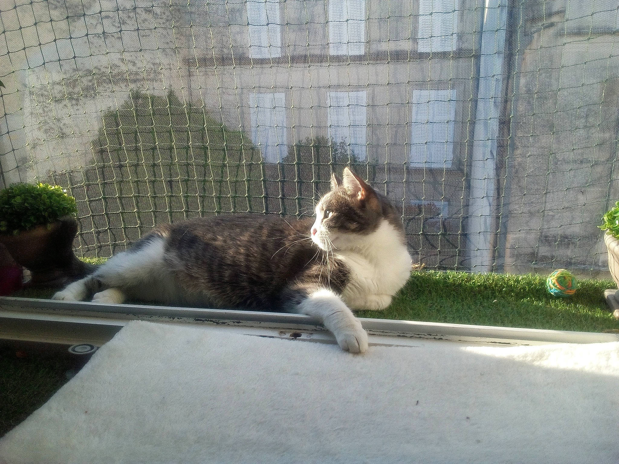Vassili a rejoint le concours — aidez-le/la à gagner de superbes lots ! asphalt, carnivore, cat, domestic_short_haired_cat, eye, fawn, felidae, fur, grass, plant, road, road_surface, sitting, small_to_medium_sized_cats, snout, street, tail, terrestrial_animal, whiskers, window