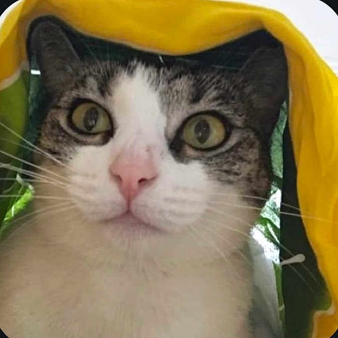 Opéra participe au concours pour gagner de l'argent avec cette photo : abyssinian, animal, bag, blanket, cat, clothing, coat, face, hat, head, hood, hoodie, kitten, knitwear, manx, person, pet, photography, portrait, raincoat
