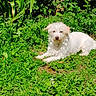 Naya participe au concours pour gagner de l'argent avec cette photo : animal, canine, daytime, dog, fur, garden, grass, greenery, laying_down, leafy, mammal, nature, outdoor, pet, relaxed, summer, sunlight, sunny, tree_trunk, white_dog