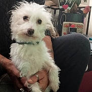 Naya a rejoint le concours — aidez-le/la à gagner de superbes lots ! animal, casual_clothing, companion, couch, cozy, cute, dog, domestic, fluffy, furniture, hand, home, indoor, person_holding_dog, pet, photo_frame, plant, ring, small_dog, white_dog