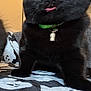 black_cat, cat, pet, close_up, collar, bell, tongue_out, indoor, blanket, ghost_pattern, feline, animal, cute, playful, fur, whiskers, ears, green_collar, home, portrait