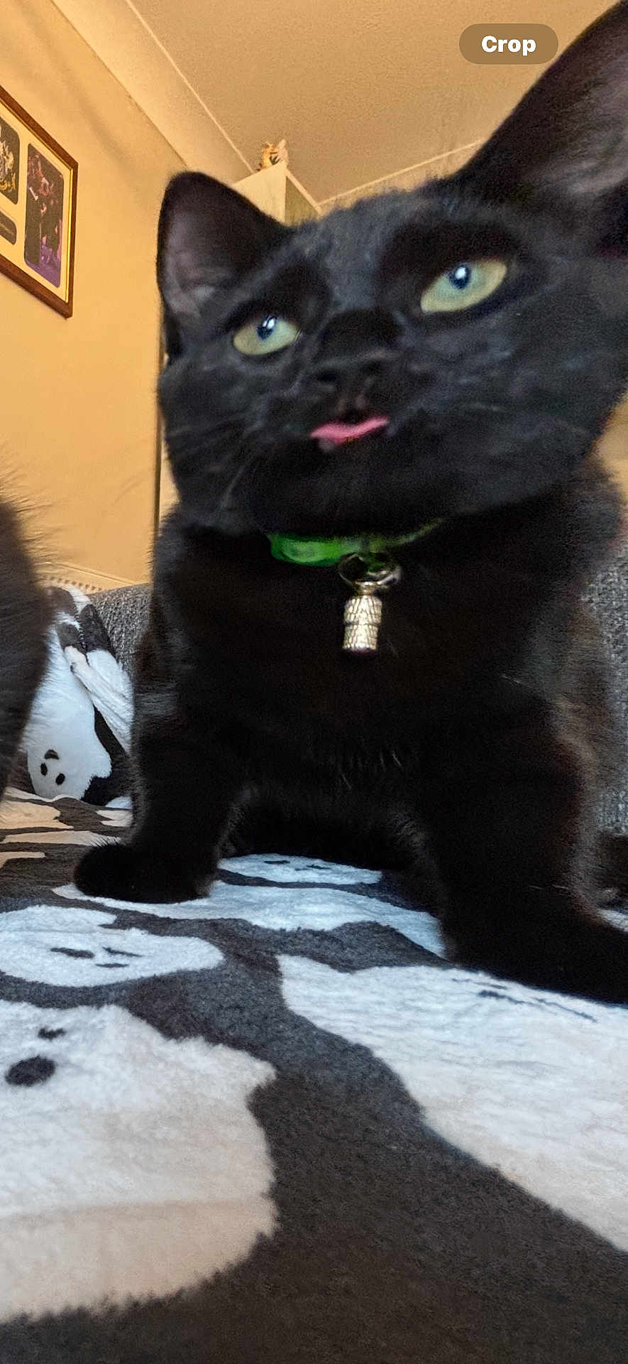 Nova